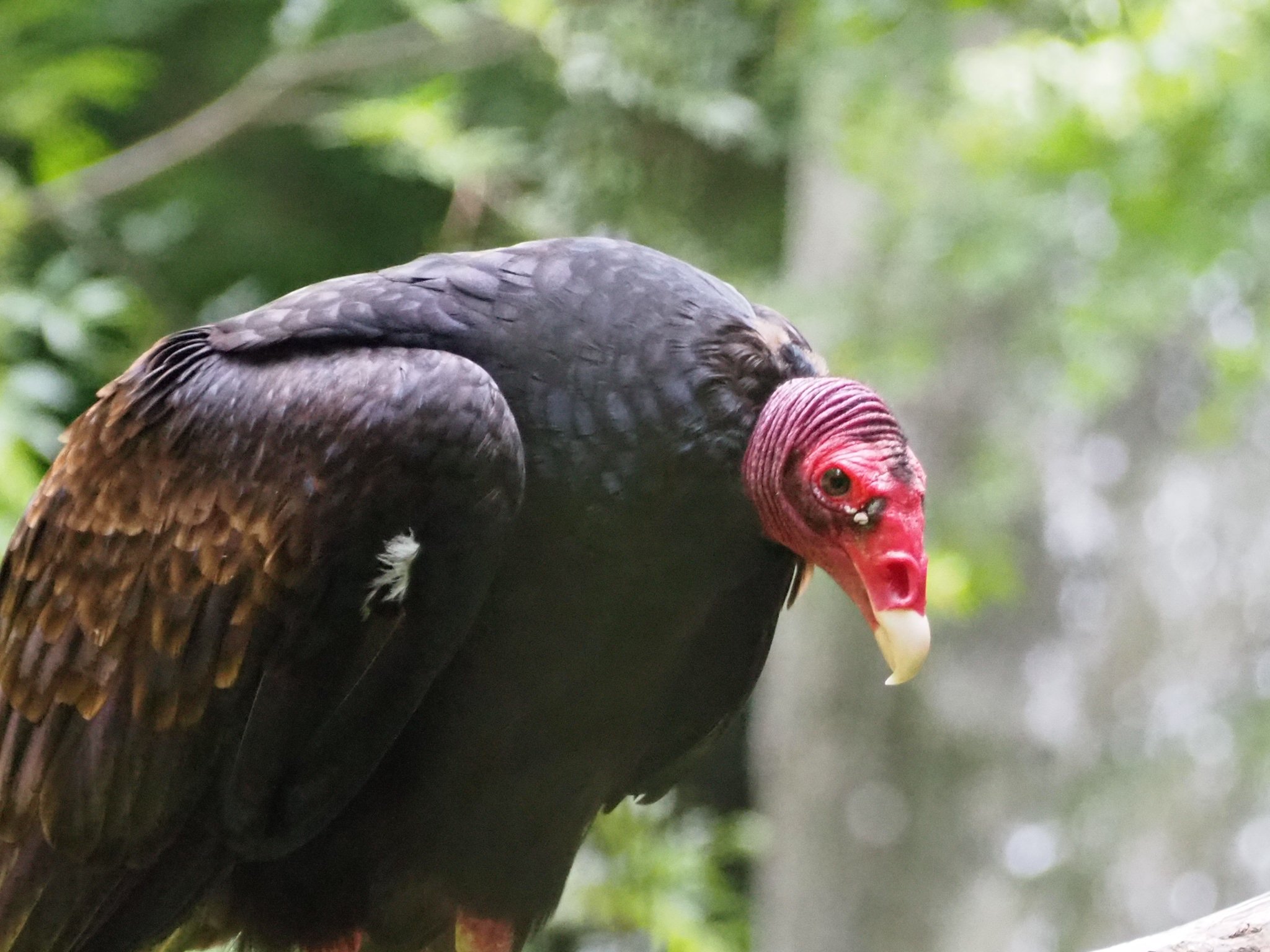 Okoji そんな意地悪ヒメコンドル 英語では Turkey Vulture と言うよう 確かにちょっと七面鳥っぽいですね 英語以外の言語でも 七面鳥 が入った名前になっています スペイン語からかな Cathartesaura 多摩動物公園 T Co Uz4ey1lxro Twitter Okoji そんな意地悪ヒメコンドル 英語では Turkey Vulture と言うよう 確かにちょっと七面鳥っぽいですね 英語以外の言語でも 七面鳥 が入った名前になっています スペイン語からかな Cathartesaura 多摩動物公園 T Co Uz4ey1lxro Twitter