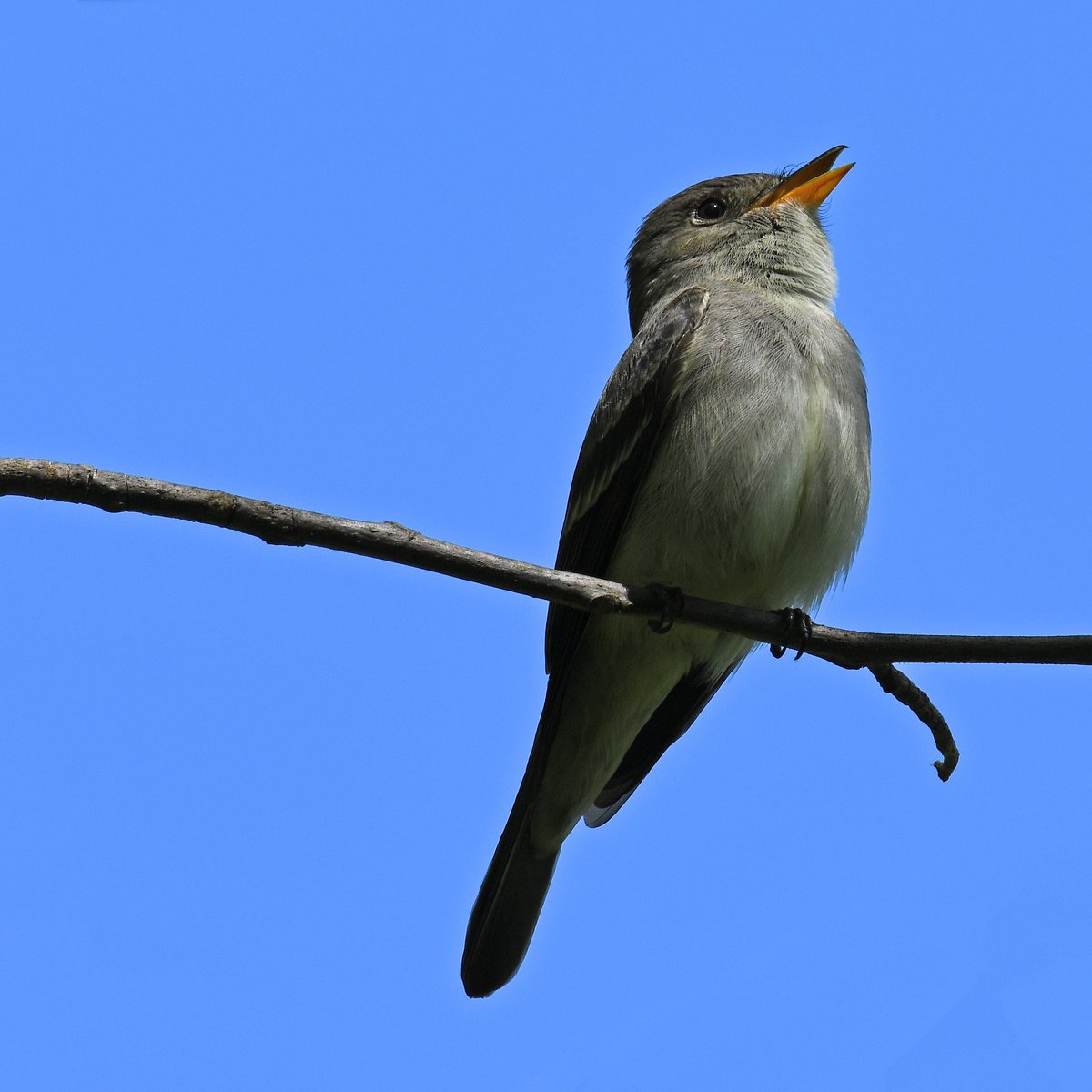 #easternwoodpewee #pewee #flycatcher #birding #birds #birdwatching #nature #animals #wildlife #photo #nikon