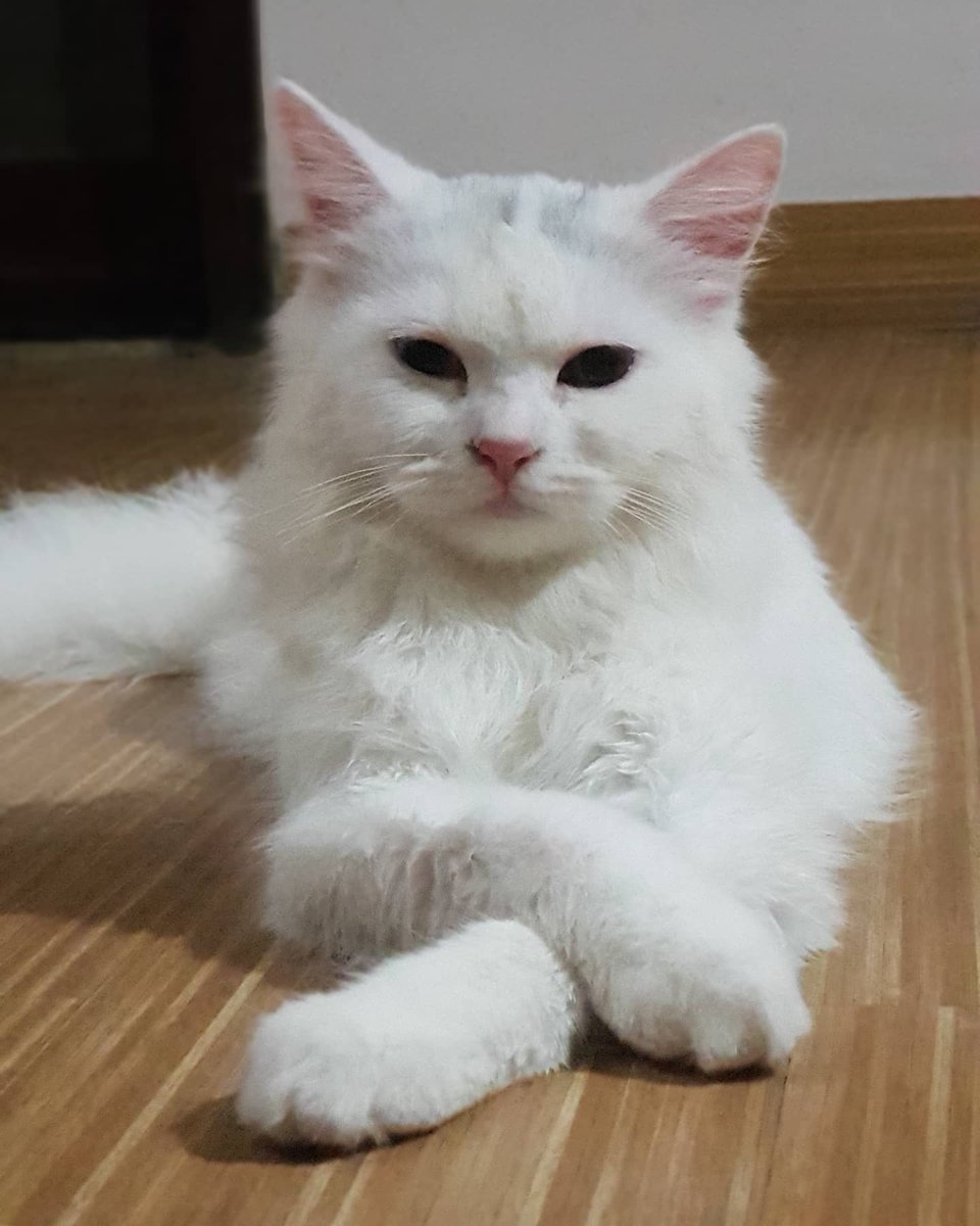 Sanaa_Ijaz's tweet photo. Hey guys! We are fostering this beautiful baby boy. Meet Olly! He is under 5 months old. And he's looking for a lovely family to take him to his forever home. #Adoptionpost https://t.co/5LtW8i8zHE