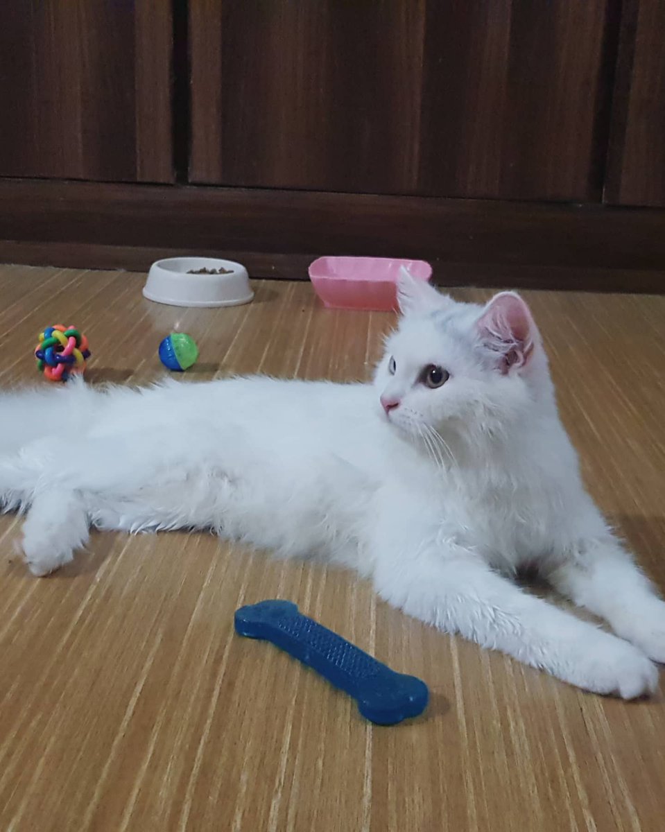 Sanaa_Ijaz's tweet photo. Hey guys! We are fostering this beautiful baby boy. Meet Olly! He is under 5 months old. And he's looking for a lovely family to take him to his forever home. #Adoptionpost https://t.co/5LtW8i8zHE