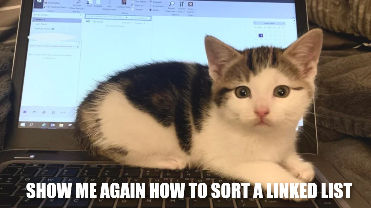 ProgrammerCats's tweet image. This little junior is eager to learn. #programmerhumor #programmermemes #codinglife #codingmemes #memes #catmemes #cats