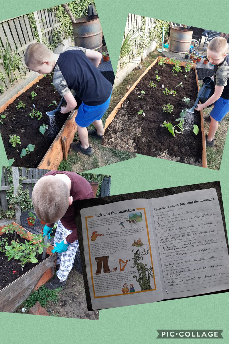 EmmaGilroy9's tweet photo. @EGPA_Y2 Henry has been learning about Jack and beanstalk today! He planted some vegetables a few weeks ago and is keeping an eye on how they are growing. He's hoping to find a giant at the top of this one!!! https://t.co/iEUG8oRlMI
