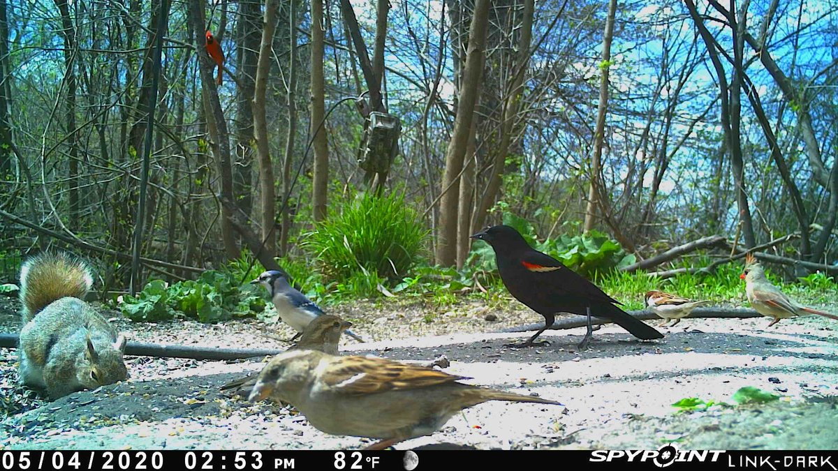 Detroit Zoo On Twitter Many Different Species Of Birds And Mammals Can Been Seen Taking Their Lunch Break At The Bird Feeders Around The Belle Isle Nature Center How Many Can You