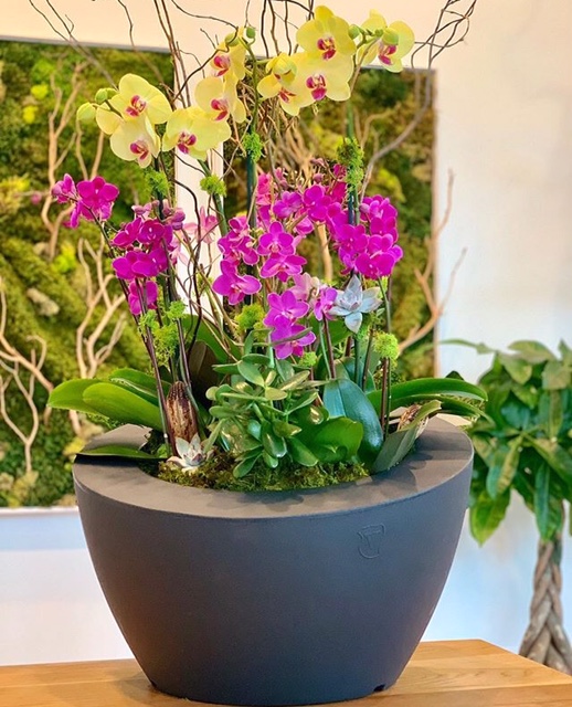 vecamericausa's tweet photo. When you are part of this beautiful arrangement.@DoralOrchidLLC #planter #fashion #beautiful #orquideas #miamiflowers #luxury #miamiorchids  #patio #backyard #decoracion #patiodecor #garden #nursery #macetas #flowerpot #orchids #Flowers #arrangement #pottery #arreglofloral https://t.co/3VM2LGgTEs