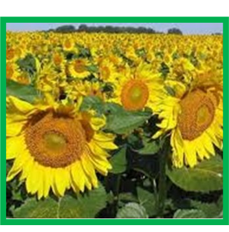 RCFTR's tweet photo. Peptides released from proteins found in sunflowers can strengthen our immune system. Novel research published by RCFFN Director Dr. Rotimi Aluko. For details check out https://t.co/gBRGrFgg8F @umanitoba @UM_agfoodsci @CanadaSunflower @MBGovAg https://t.co/1WBAOBNDGM