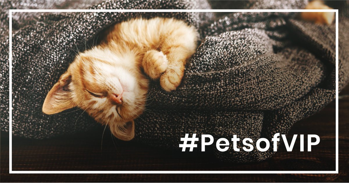 VIP Petcare tweet media