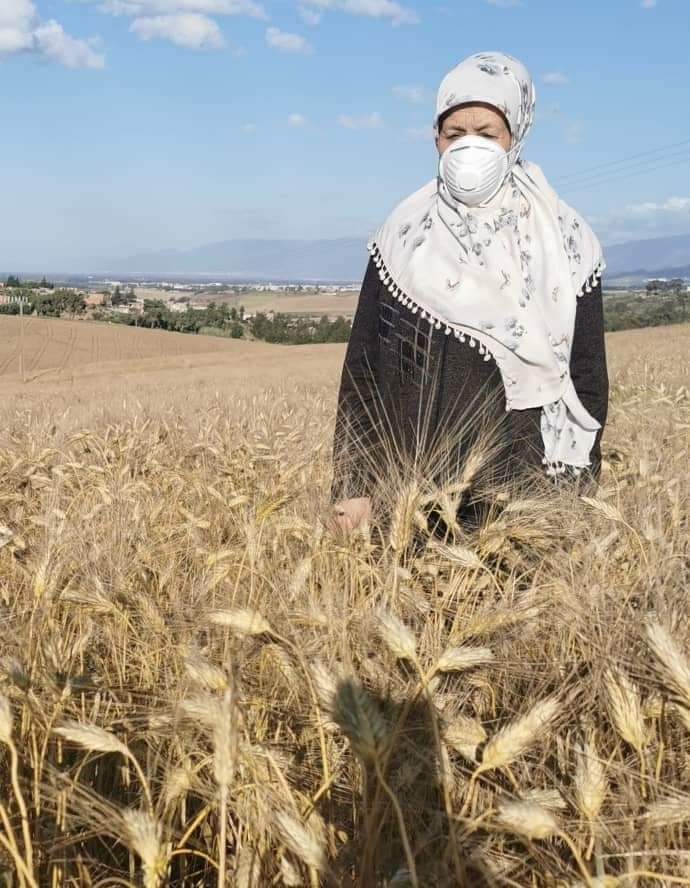 AlgeriaClca's tweet photo. involvement of #ruralwomen in the production and marketing of wheat seeds under the conditions of #COVID19dz in #Algeria #ITGC #IFAD #CLCAproject #ICARDA #CIMMYT https://t.co/ZnWLNFkgvI