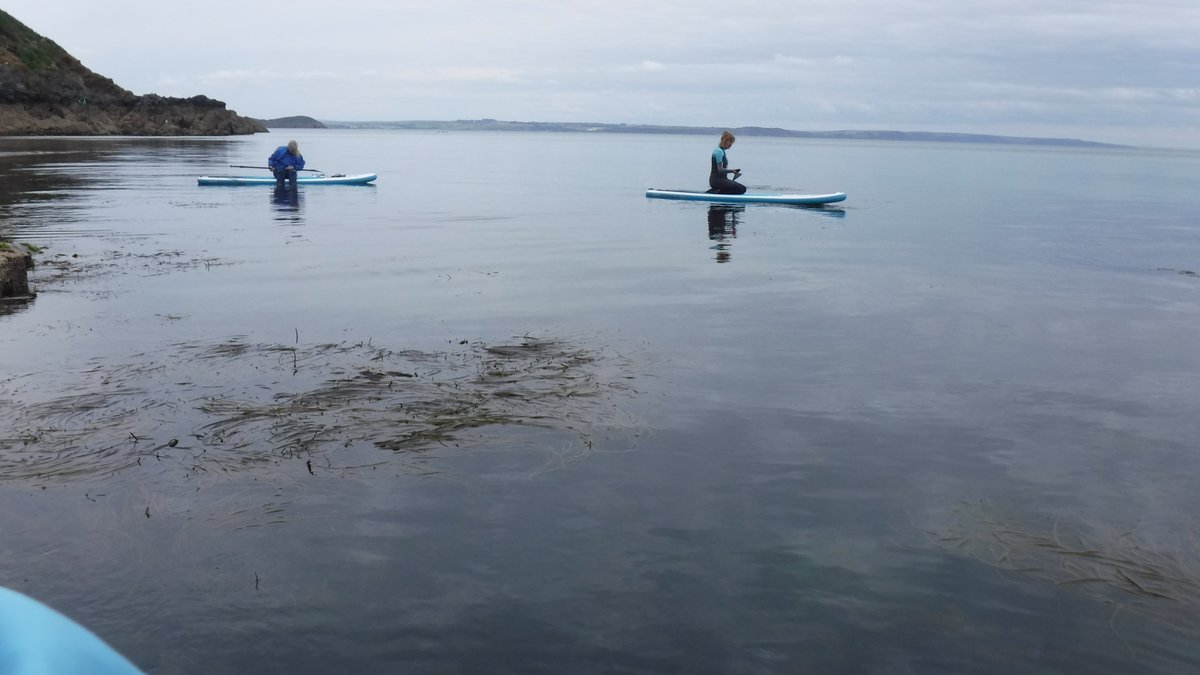 SUPinaBagUK's tweet photo. First #Starfish spotting #SUP of the season. #SUPSafari #SUPLikeaLocal #BlueMind #30dayswild #Springwatch2020 https://t.co/dlyWMxgWcj