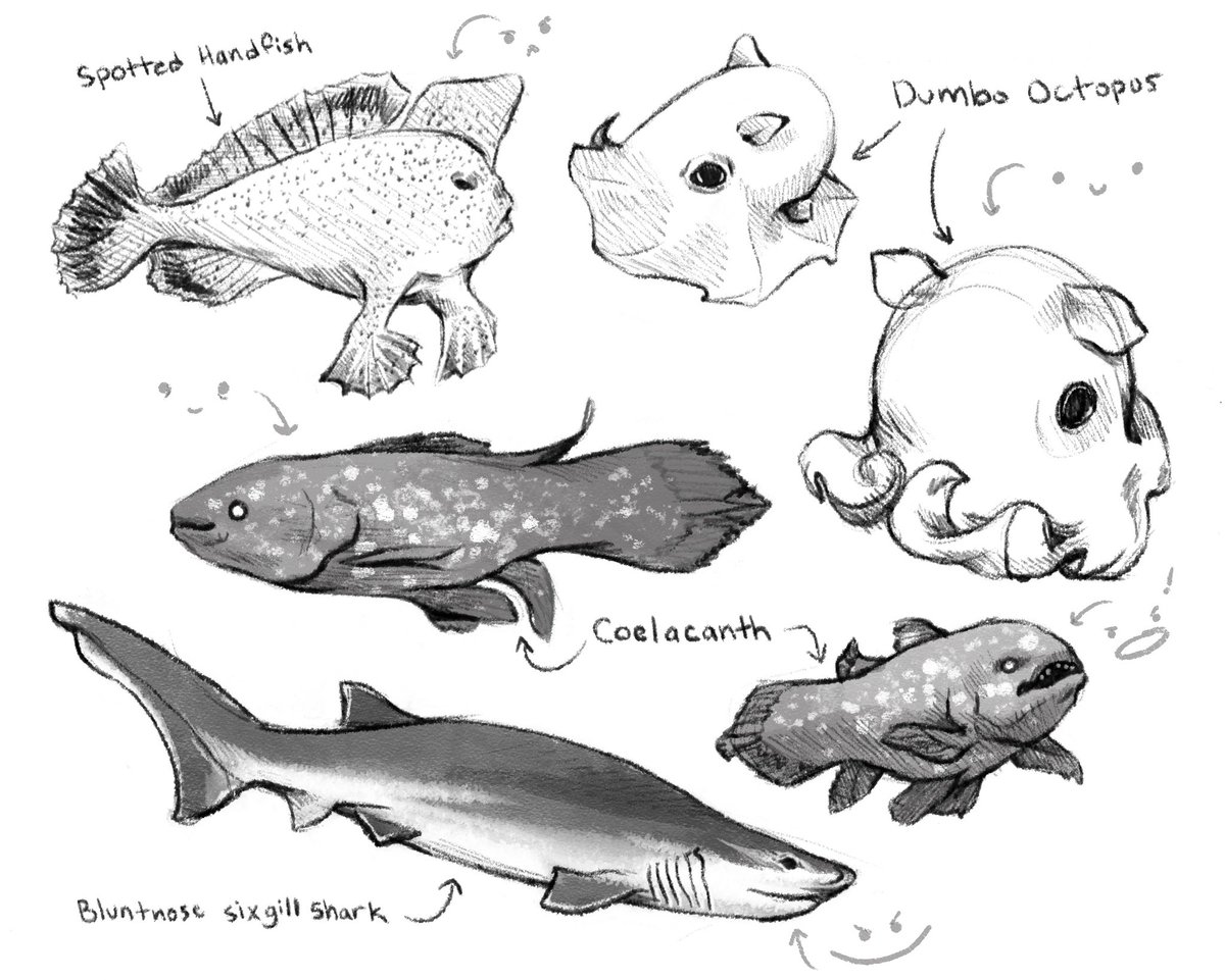 LibbieTemple's tweet photo. This month’s topic for #letsmakepb is the deep sea! I’m having fun with the weekly assignments, which are more heavily rooted in research this time! The final illustration will be fun 💕 #kidlit https://t.co/bQcNDP9ixX