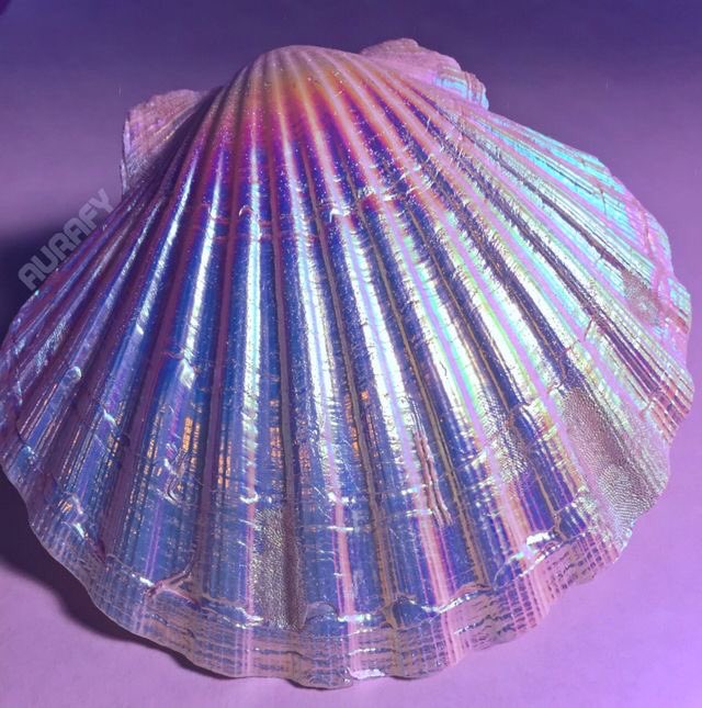 DrawRefrences's tweet image. Sea shells references 🐚