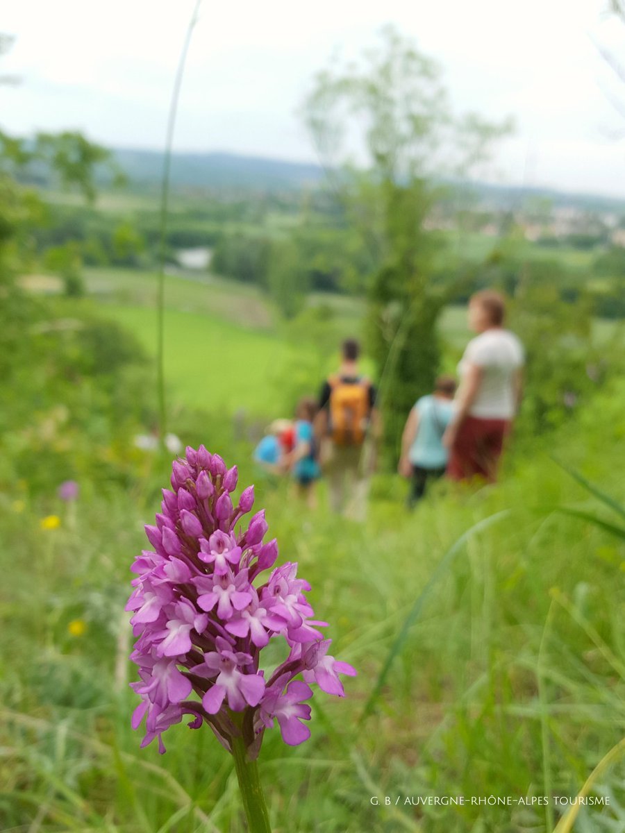 Auvergne's tweet photo. [Idée rando]

📍 Le sentier des orchidées - Colline de Mirabel
🚶‍♂️ 1h - 3,6 km
21 espèces d'orchidées recensées sur cet Espace Naturel Sensible 

+ d'infos https://t.co/4N3V8DB4im

@TerraVolcana @Departement63 https://t.co/1vaEDWgdVA