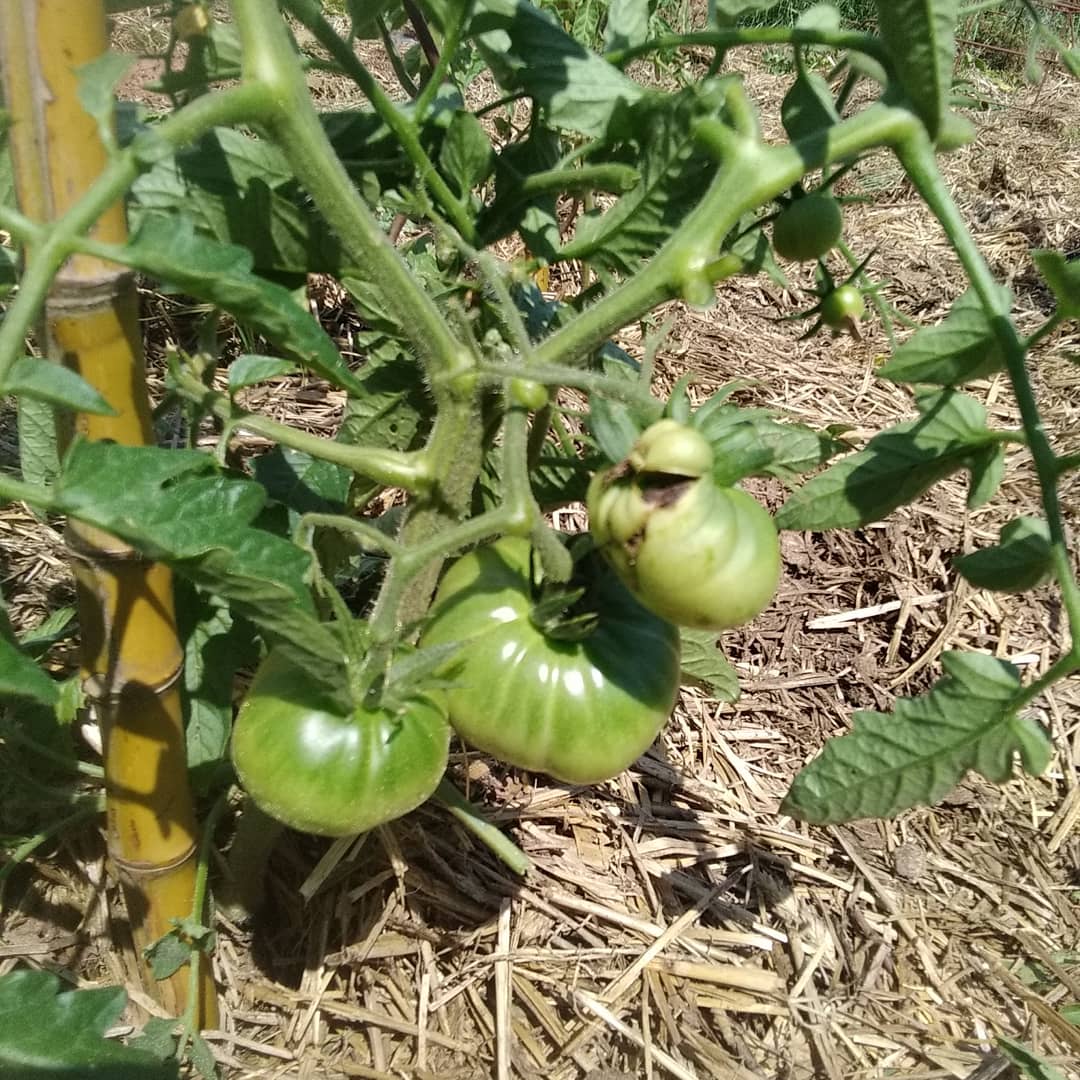 MarieViargues's tweet photo. Petit tour au jardin les légumes d'été prennent leur place... encore un peu de patience et d'attention et on se régalera de salades, légumes grillés ect...
#porager #quedubon #autonomie https://t.co/nQCMu1nVLt