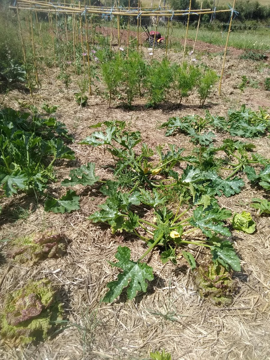 MarieViargues's tweet photo. Petit tour au jardin les légumes d'été prennent leur place... encore un peu de patience et d'attention et on se régalera de salades, légumes grillés ect...
#porager #quedubon #autonomie https://t.co/nQCMu1nVLt