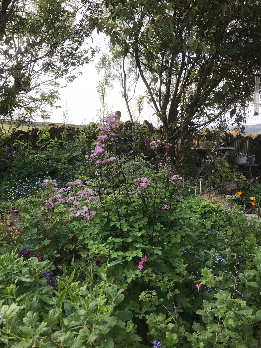 Gardening in the dizzying heights of the #northpennines #northumberland #cottagegarden #wildlifehaven