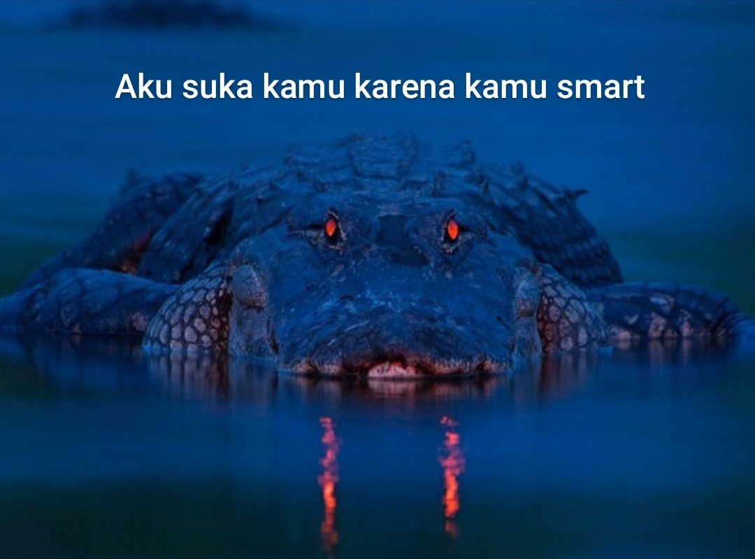 Kisuriel's tweet photo. Buaya-buaya profesional 👍🏻 https://t.co/5SV9wT5qGO