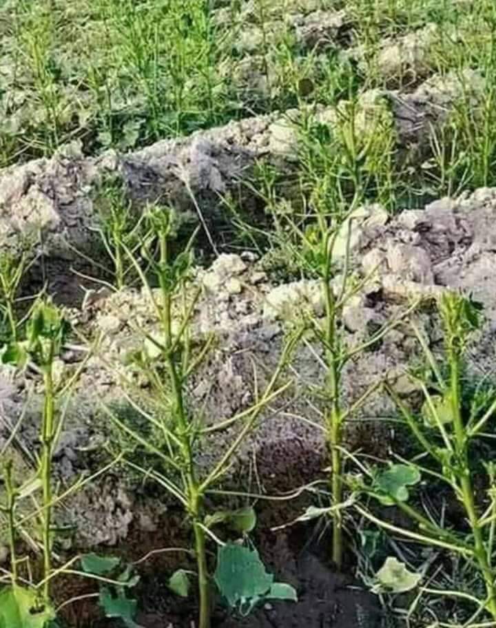 Hussain11223355's tweet photo. #savesindhfromlocust  today loctus attack Taluka Nara District Khairpur cotton crops destroyed on 1000 acres  where is ur so called emergency where are ur VIGO @MismailRahu @MuradAliShahPPP @zamirghumro  @khalidkoree https://t.co/RWziCAYTnU