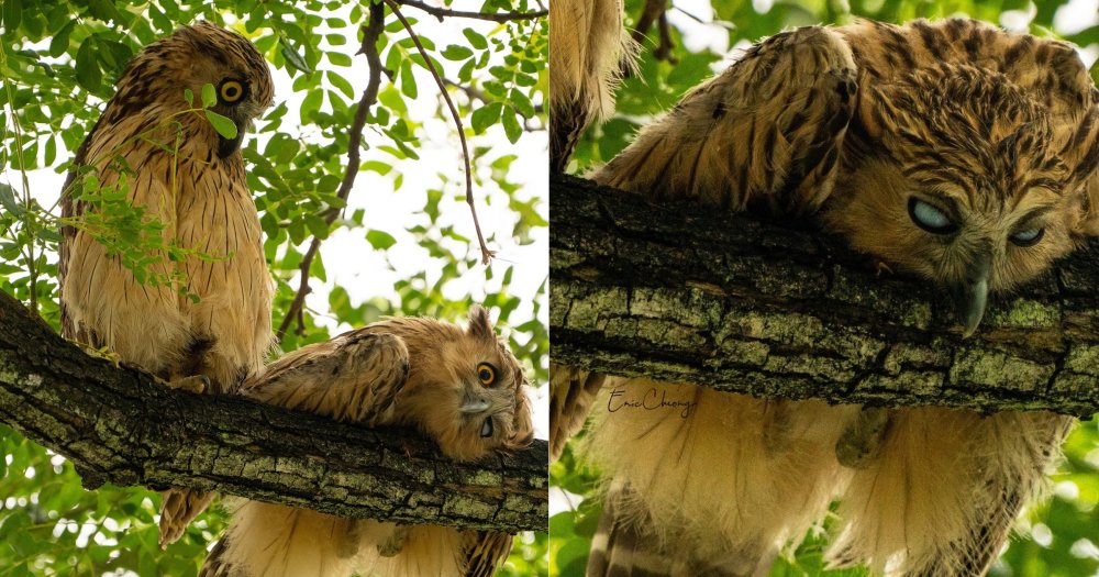 MothershipSG's tweet photo. Young owl in Yishun lying flat on tree branch is a whole mood https://t.co/6sGxzMcBcP https://t.co/fbNemXeA4k
