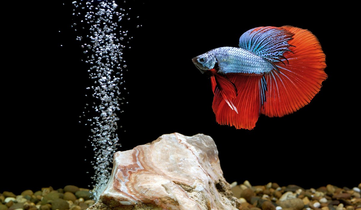 tankarium's tweet photo. While bettas are usually happy to have a tank to themselves, it’s more fun to build community aquariums. But bettas are not compatible with every species. So how do you pick the best betta tank mates for your aquarium? Read this: https://t.co/9YiufeMJTD #bettafish #aquarium #fish https://t.co/rOe6Tkb1lG