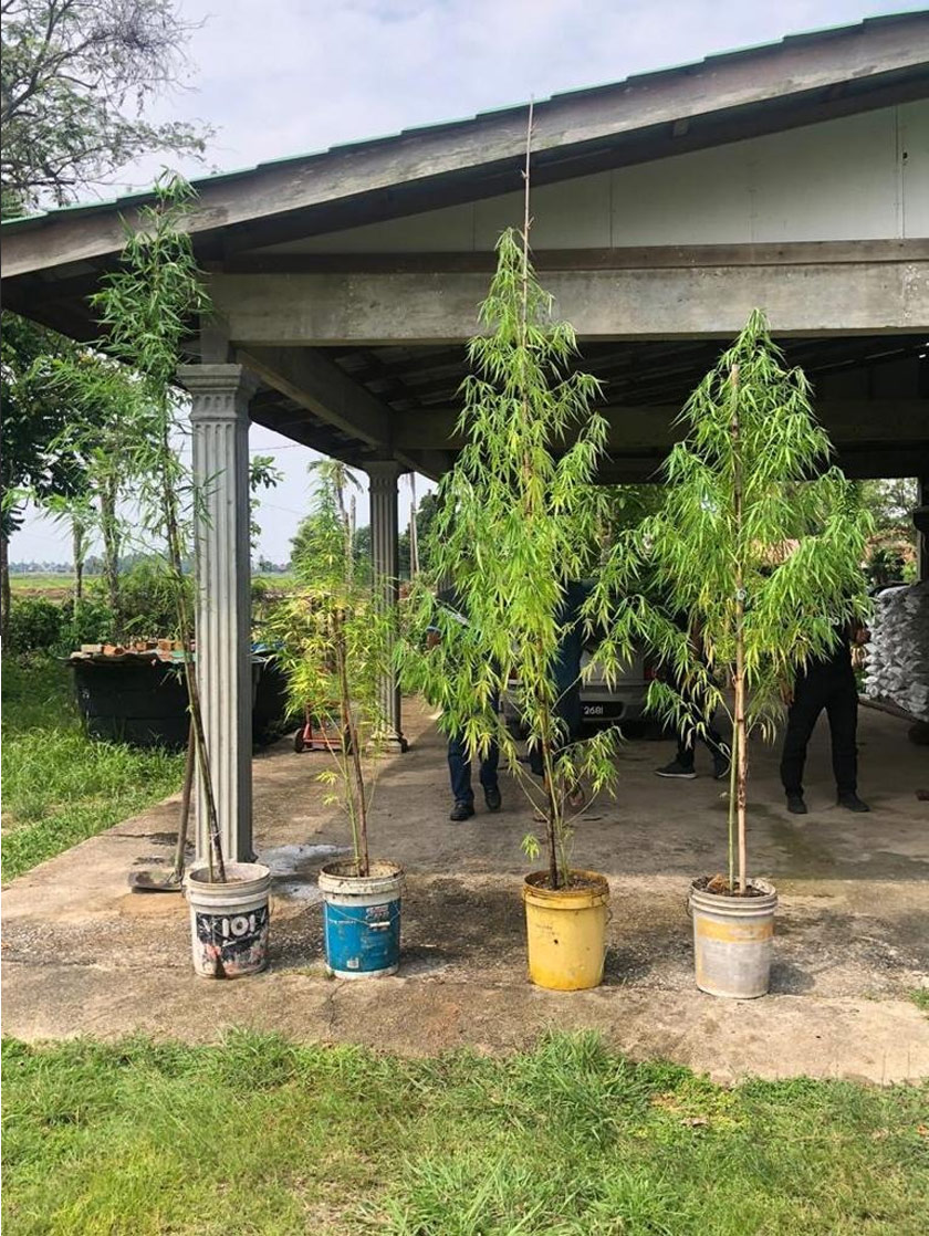 Pokok ganja subur di halaman rumah, 'Mat Tarzan' beri alasan ia disangka pokok buluh
#AWANInews #AWANI745 
astroawani.com/berita-malaysi…