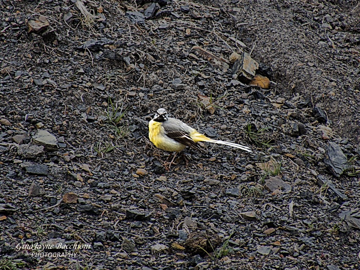 GBacchioni's tweet photo. On my morning walk #GreyWagtail #Wagtail #Torfaen #Varteg #bird #nature #birdextremefeatures #naturephotography #countryside #thewalescollective #photosofbritain #ukpotd #thephotographersclub #picoftheday #WalkingUK #Welsh #fifty_shades_of_nature #talkvalleys #southwalesargus https://t.co/LE5LEmQCP3