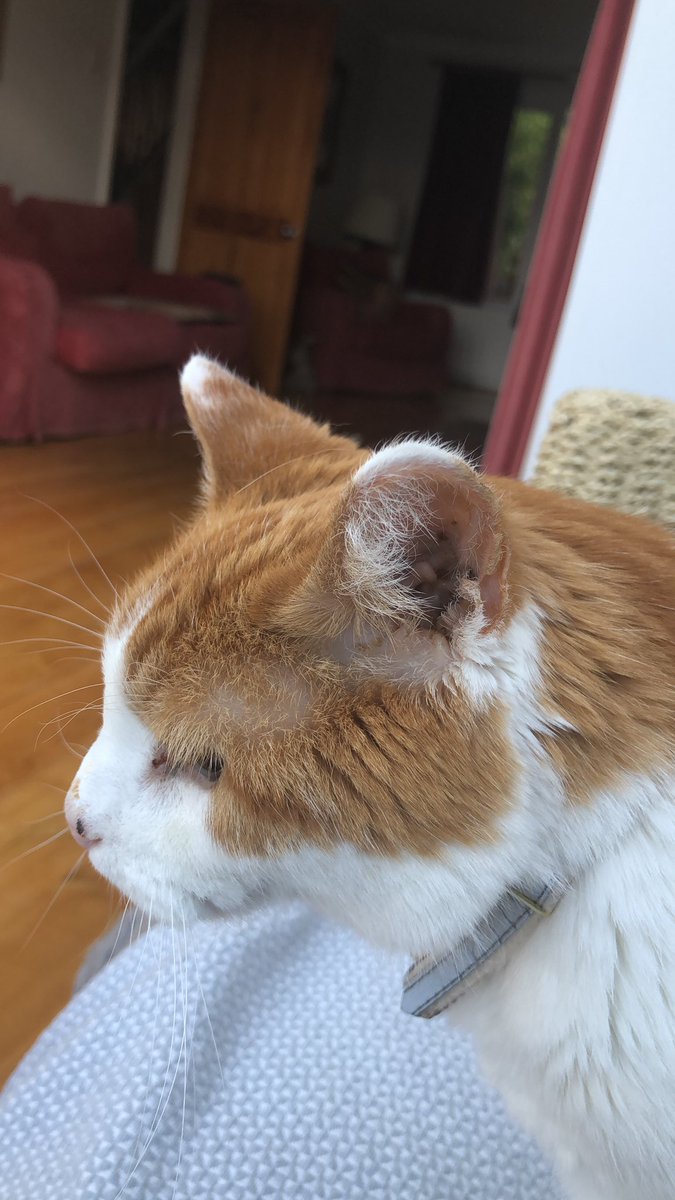 Rogerthecat tweet media