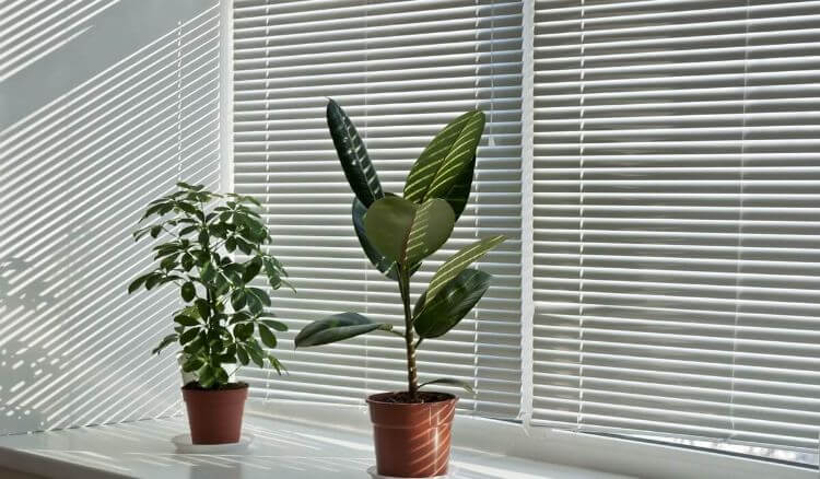Leafi Home tweet media