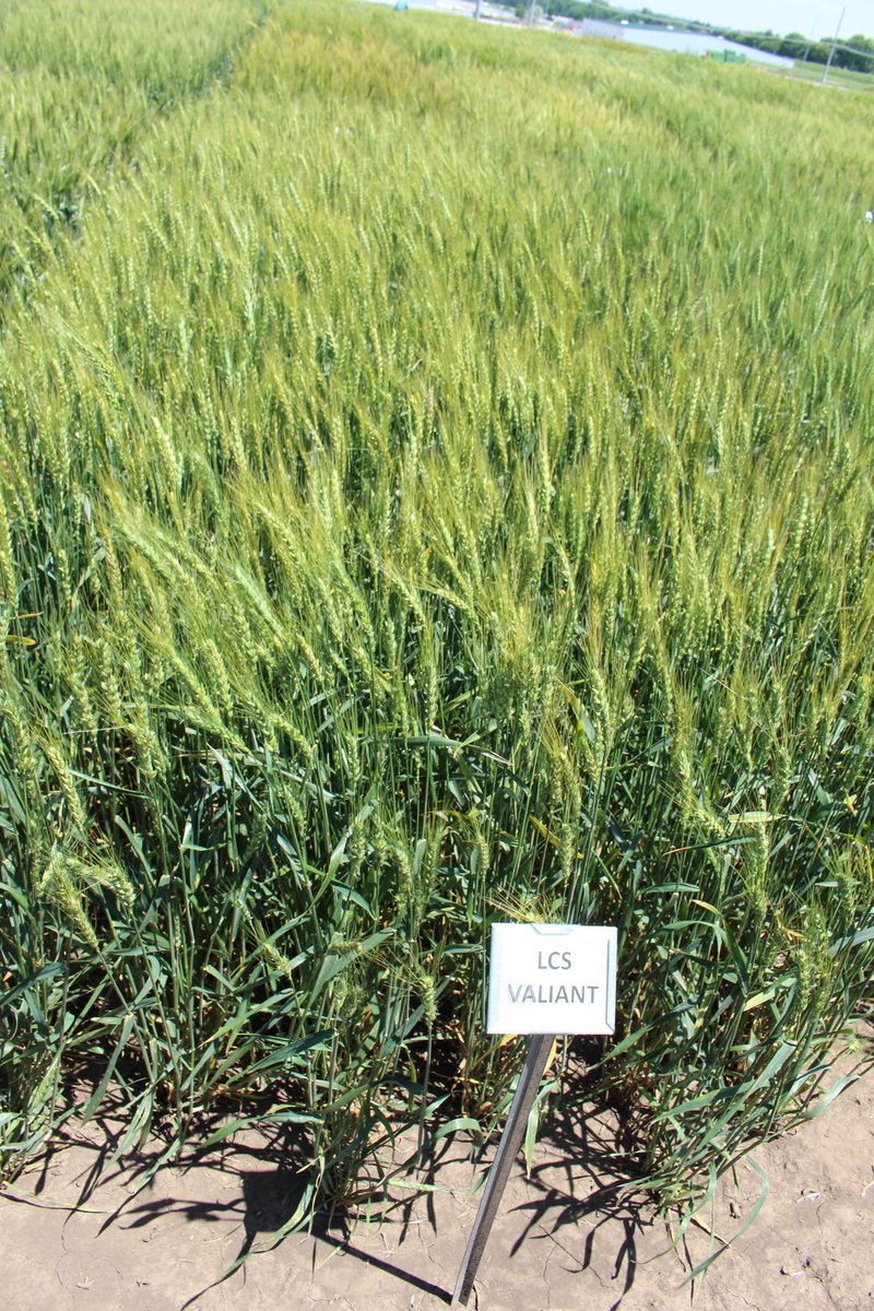 NebraskaWheat's tweet photo. Nebraska Wheat Crop Report 6-10-2020
https://t.co/pRNijvGBAI https://t.co/Uv4T8mhOMh