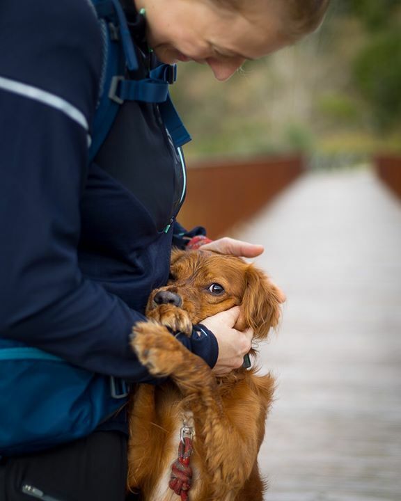 Less walking, more cuddles, PLEASE! •
•
•
•
•
#dogsofinstagram #hikingdogsofinstagram #hikingdogsofinsta #hikingwithdogs #explorewithdogs #dogsthathike #dogsonadventures #thegreatoutdogs #backcountrypaws #mountainlife #adventurewithdogs #adventuredogsofficial #adventurep…