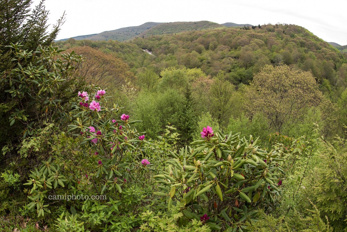 camiphoto's tweet photo. View of the lower falls at Graveyard Fields from the Blue Ridge Parkway near Asheville, North Carolina. #rhododendron #rhodos #blueridgeparkway #graveyardfields #Asheville #brevard #nc #wnc #avl #northcarolina #blueridgemountains #appalachia #ashevillephotography #camiphoto https://t.co/UmaDsGAYCX