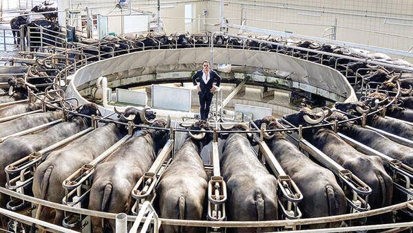 Muhasebeciyim ya üşenmedim saydım.
Resimde,
32 tane büyükbaş hayvan var.
Bir de nusret reis...
#nusret