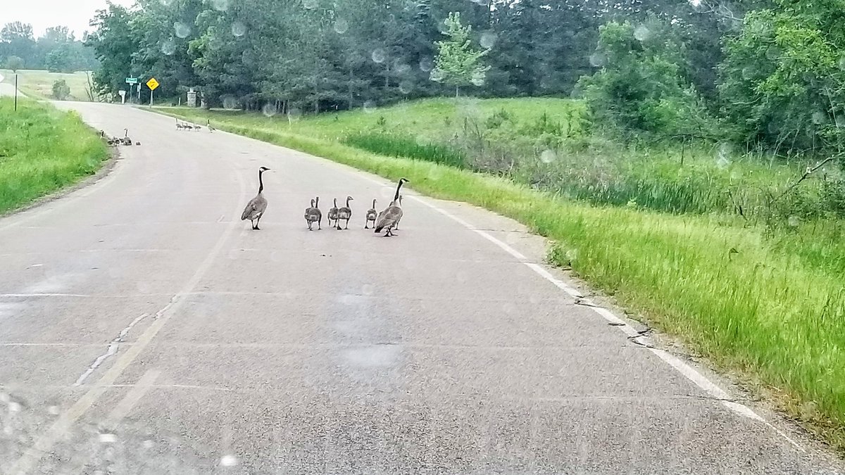 OtterTailCounty's tweet photo. This is what a traffic jam in @OtterTailCoMN looks like. How is your commute? #ruralbychoice #ruralrebound #livewideopenmn https://t.co/SsrEHGhbrq