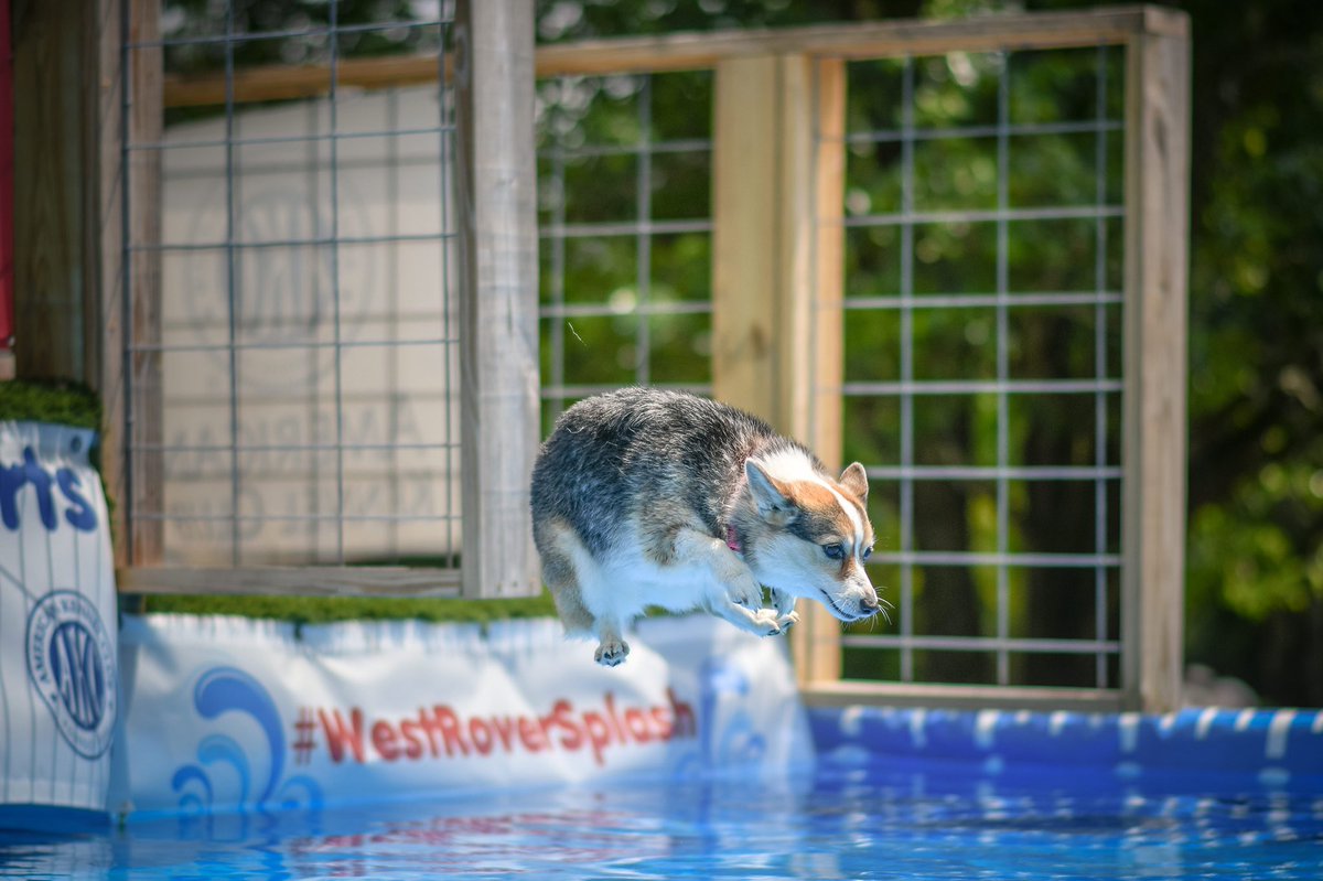 Muttmiix's tweet photo. The land shark 🦈 🏝 https://t.co/M1u2HGRcGU