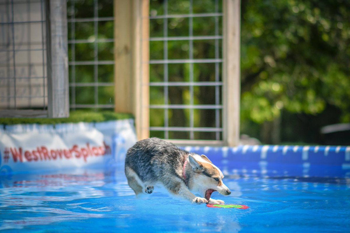 Muttmiix's tweet photo. The land shark 🦈 🏝 https://t.co/M1u2HGRcGU