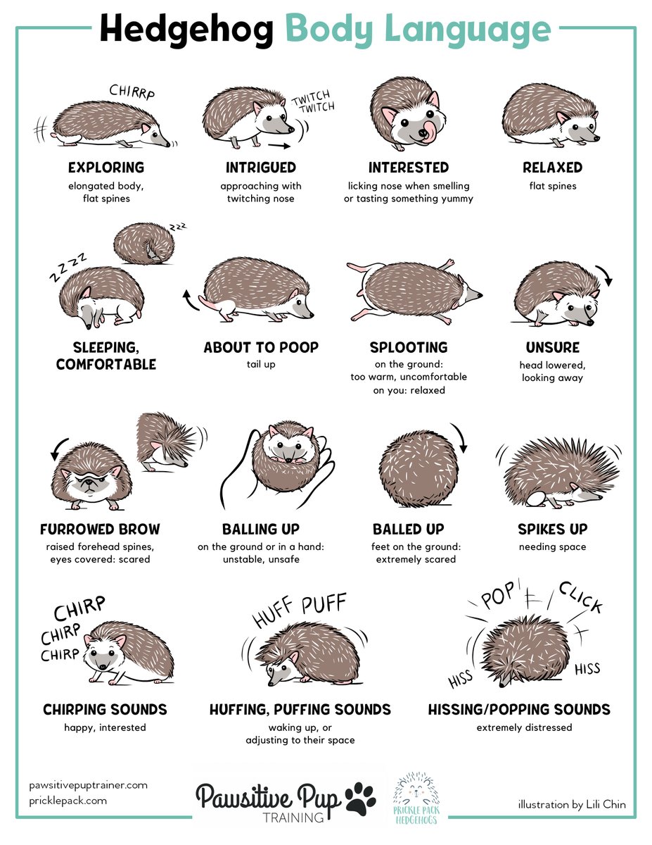 InsightfulAnim1's tweet photo. Understanding how another species communicates is a crucial step in building a positive and respectful relationship with them. Many animals use body language to communicate how they are feeling, but we humans don't always understand those signals or may misinterpret them. https://t.co/kBAcloFGoh