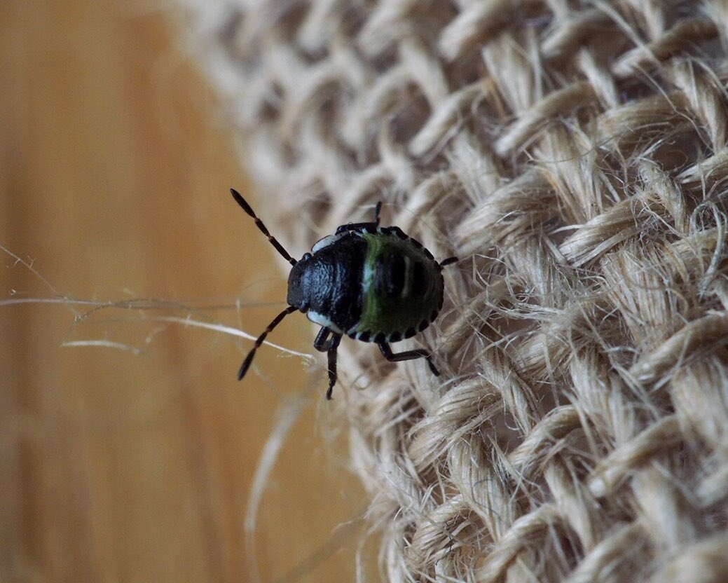Joey_CHW's tweet photo. Made friends with this little guy while I was picking raspberries in the garden. He was so tiny! Anyone know what he might be? @BBCSpringwatch @SussexWildlife @ChrisGPackham #30DaysWild https://t.co/EtAPgZqW62