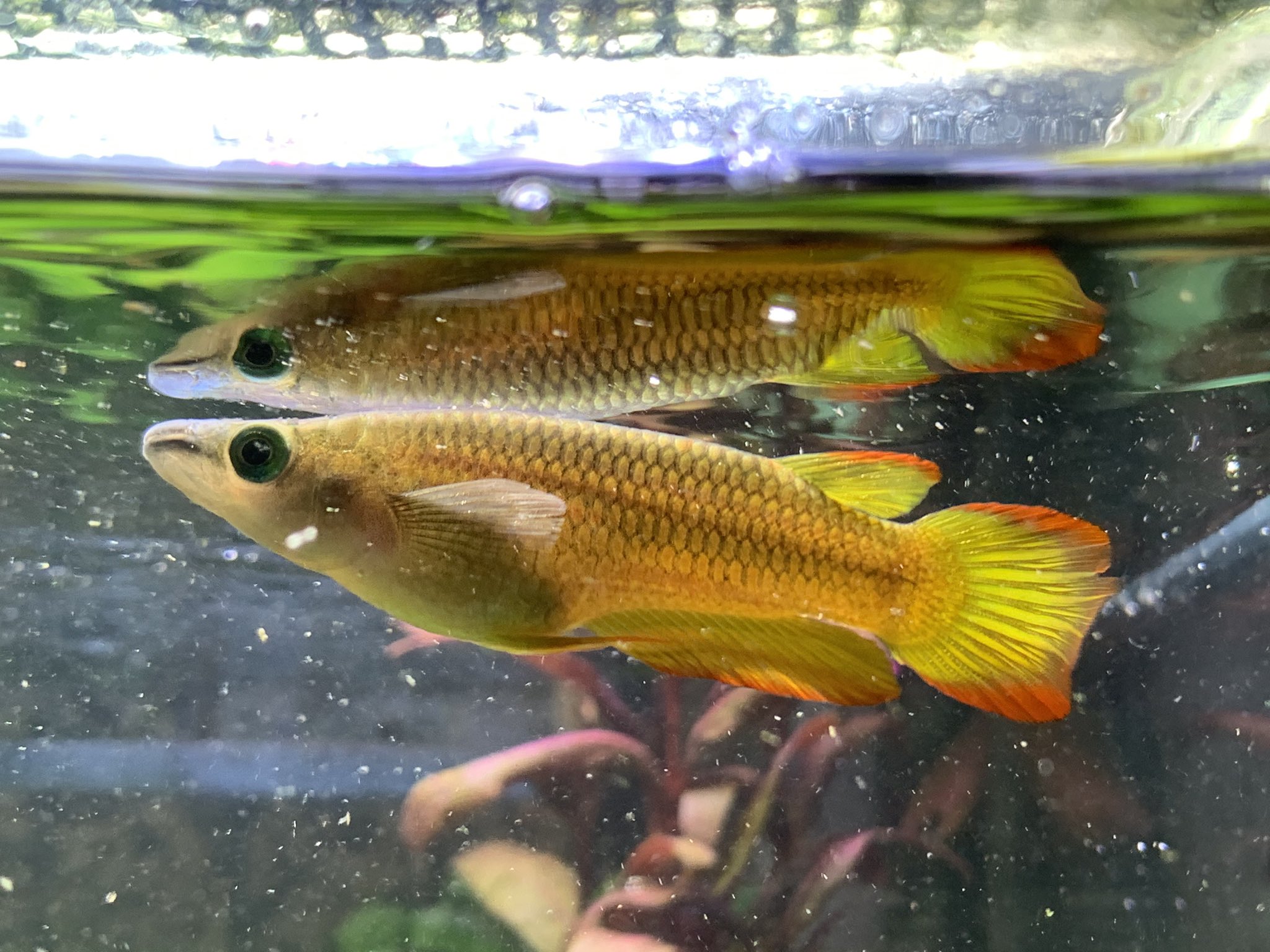 ハゲのの魚ボルグ 小型のガーもどき イエローパンチャックス ちなみに所謂ガーパイクはガー目で ブラントノーズガーはカラシン目 こいつはメダカの仲間なのでカダヤシ目 飼育133日 最大10cmぐらいらしいがいまのところ6cmぐらい 綺麗なので