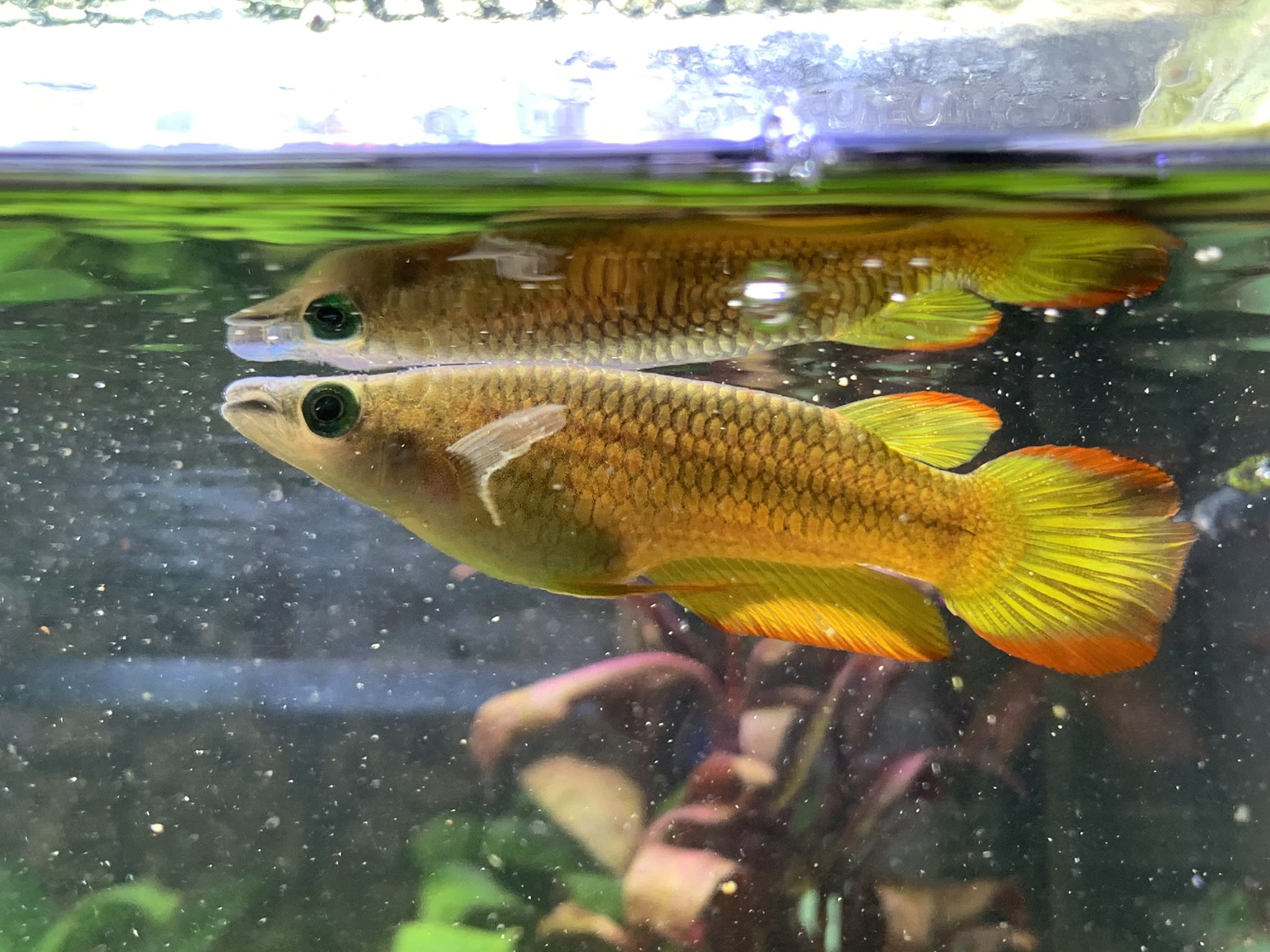 ハゲのの魚ボルグ 小型のガーもどき イエローパンチャックス ちなみに所謂ガーパイクはガー目で ブラントノーズガーはカラシン目 こいつはメダカの仲間なのでカダヤシ目 飼育133日 最大10cmぐらいらしいがいまのところ6cmぐらい 綺麗なので ハゲのの魚ボルグ 小型のガーもどき イエローパンチャックス ちなみに所謂ガーパイクはガー目で ブラントノーズガーはカラシン目 こいつはメダカの仲間なのでカダヤシ目 飼育133日 最大10cmぐらいらしいがいまのところ6cmぐらい 綺麗なので