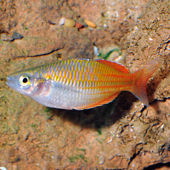OmegaSeaLLC's tweet photo. Did you know that the popular Boeseman's Rainbowfish is endangered in the wild? #omegasea #rainbowfish #fishfacts https://t.co/QzGZjs7W30