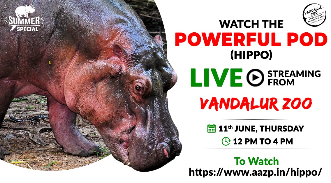 Vandalur Zoo Arignar Anna Zoological Park Chennai Pa Twitter Hippos Are Gregarious Living In Groups Of Up To Thirty Animals A Group Is Called A Pod Herd Dale Or Bloat Watch Them