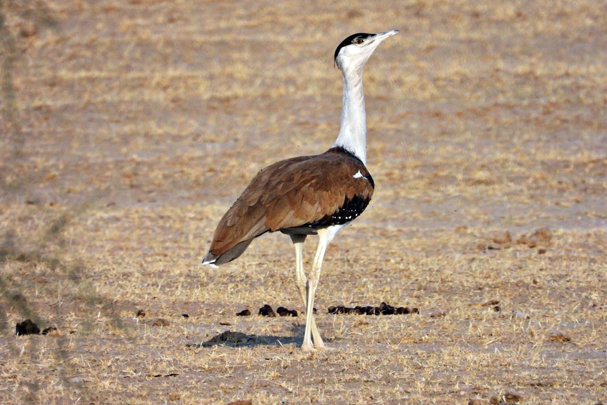 MongabayIndia's tweet photo. A project in Rajasthan trained youth to become nature guides who then help the conservationists keep track of the location of the #GreatIndianBustard and inform the forest department of wildlife poaching attempts in the area.
https://t.co/7ZW9DIieSe @azerarahman https://t.co/1S7179i5dC