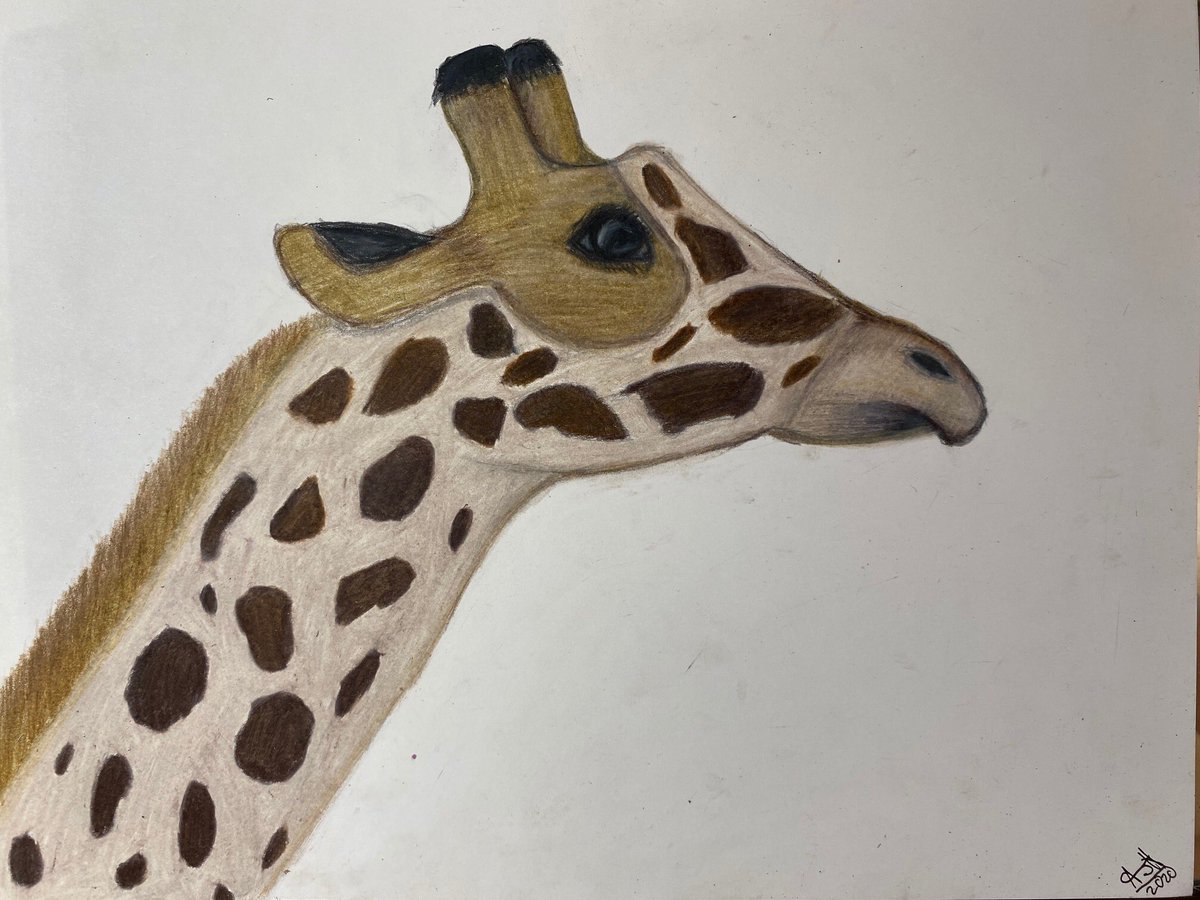 gove_rebecca's tweet image. A 5th grader who is always drawing #hcslearns #cvsdvt #cvsdstrong #artathome