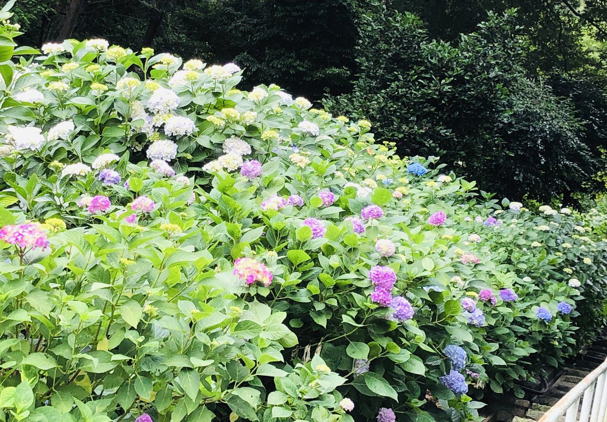 こふじ やすこ على تويتر 吉備津神社 岡山市 に紫陽花を見に行きました 約1500株の紫陽花が植えられているそうです 6月下旬以降が見頃になるそうです 色づいた紫陽花を見るのも楽しみです T Co Yca33it4z7