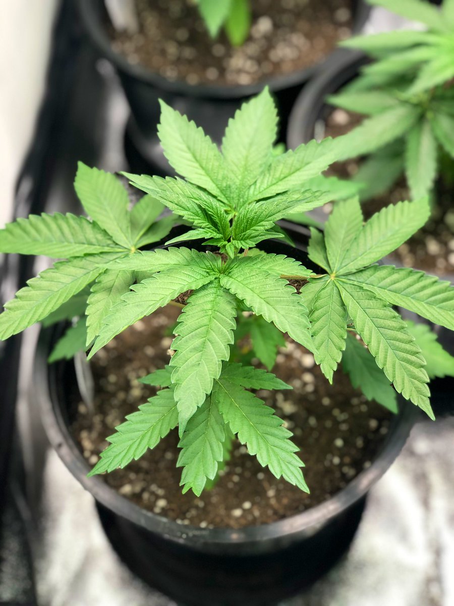 bloccworc's tweet photo. High Octane 🌱 : young plant follow me on grow diaries https://t.co/R3PDA2JtNB https://t.co/h8vzrNiVGL