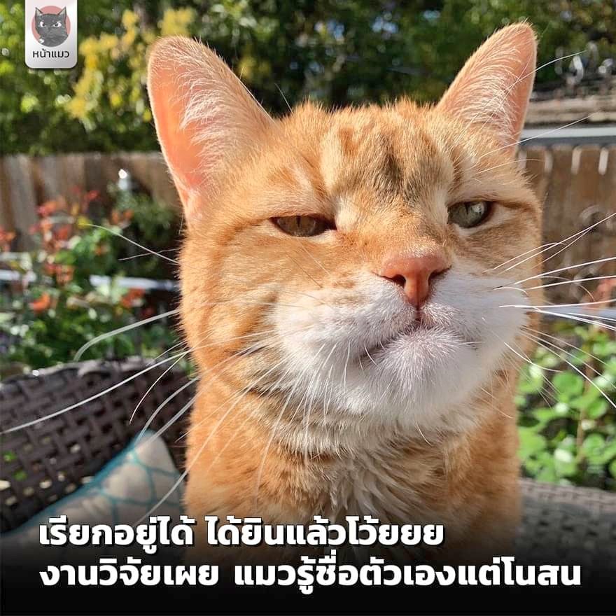 ชานิ tweet media