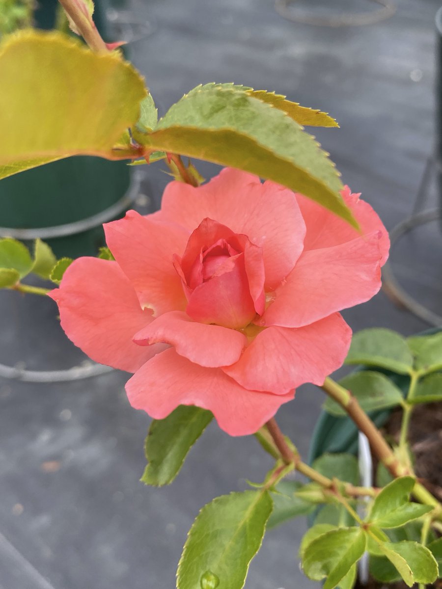 Arthur あーさー 人生はお花畑 元々簡素なジャルダン ドゥ フランスが より簡素になった２番花 ２枚目は５月半ばの一番花です 咲き始めのアブラカタブラ ここから想像つかない色と形になったりするので面白いです ハニーディジョンのキリ っとした咲き