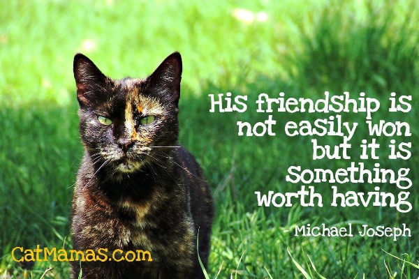 Liz Hardy ❤️🐱❤️ tweet media