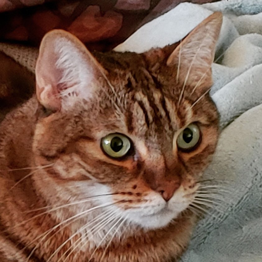 LorLamm_LorLamm's tweet photo. Good morning! Have a happy day everyone 😺❤😺 #sadkitty #catstweet #catlover #CatsOfTwitter #catkid #crazycatlady #cats #catloversclub #catlovers #bengalmix #bengalkitty #bengalcat #bengalsoftwitter #bengal #bengalcatsoftwitter #furbaby #fourleggedkid https://t.co/tPMbVveEhG