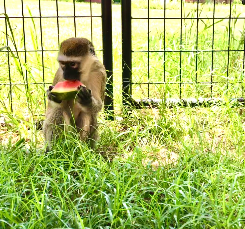 okprimates's tweet photo. Emma, who arrived last month, tries out some watermelon! Emma is a vervet monkey, age 15. #primates #animals https://t.co/V8sbz1GWqR