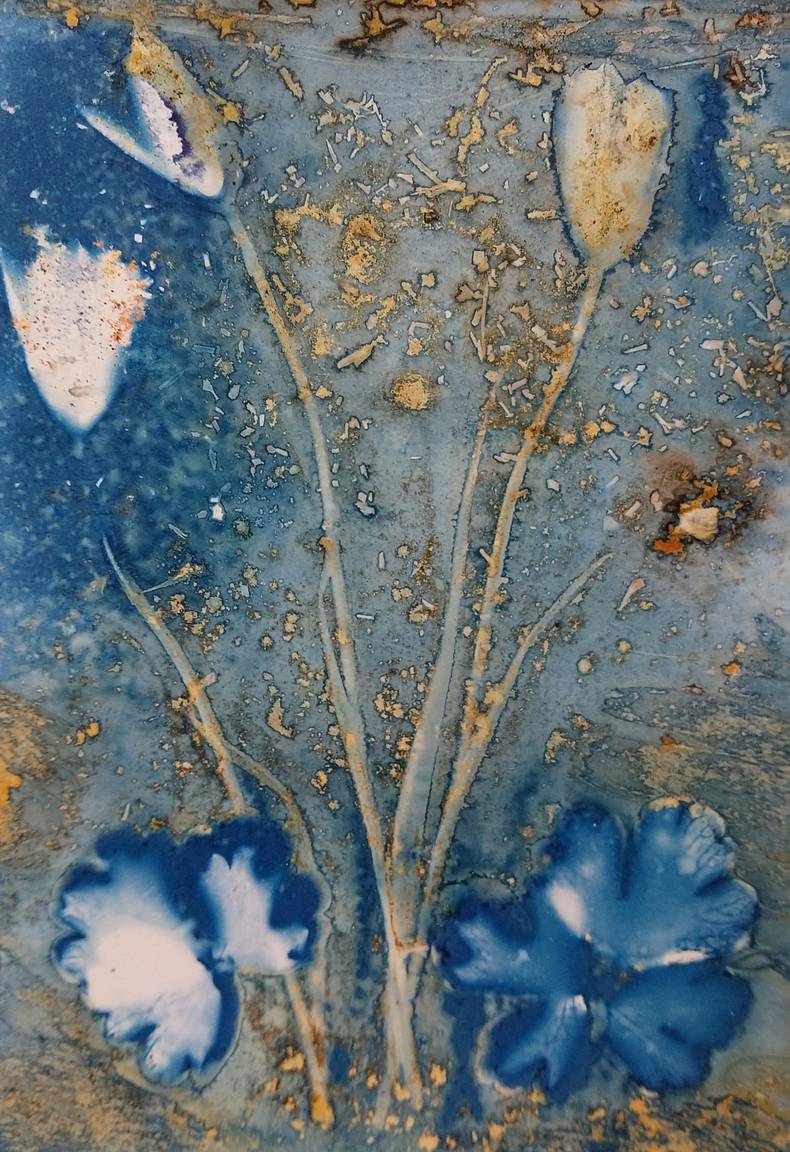 lomographyuk's tweet photo. Lomographer Mandy Kerr used the lockdown to get creative and made a series of beautiful cyanotypes.... #cyanotypes #homecreativity #lockdown https://t.co/o9eEdZQIMx https://t.co/U6P6VNc8Hv