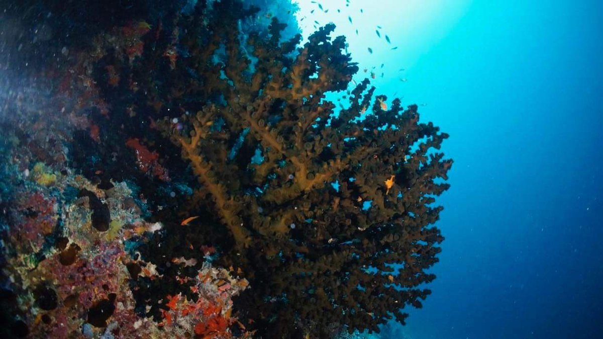 DiveDesk's tweet photo. Can't wait to get back in the water 💙 #dearlymissed #scubaforlife

📍Rasfannu Male' house-reef
📸 Ashraf @assaray https://t.co/Kn3SmszkKo